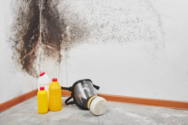 Best Crawl Space Mold Remediation in Fortville, IN