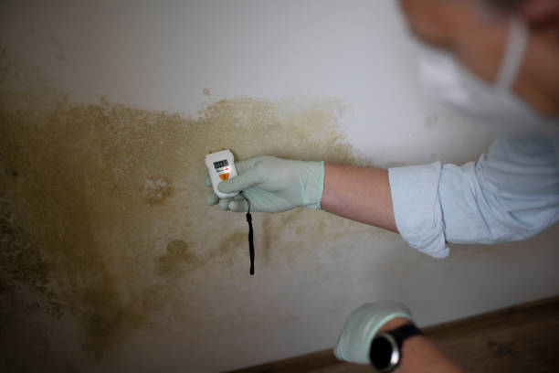 Best White Mold Remediation in Fortville, IN